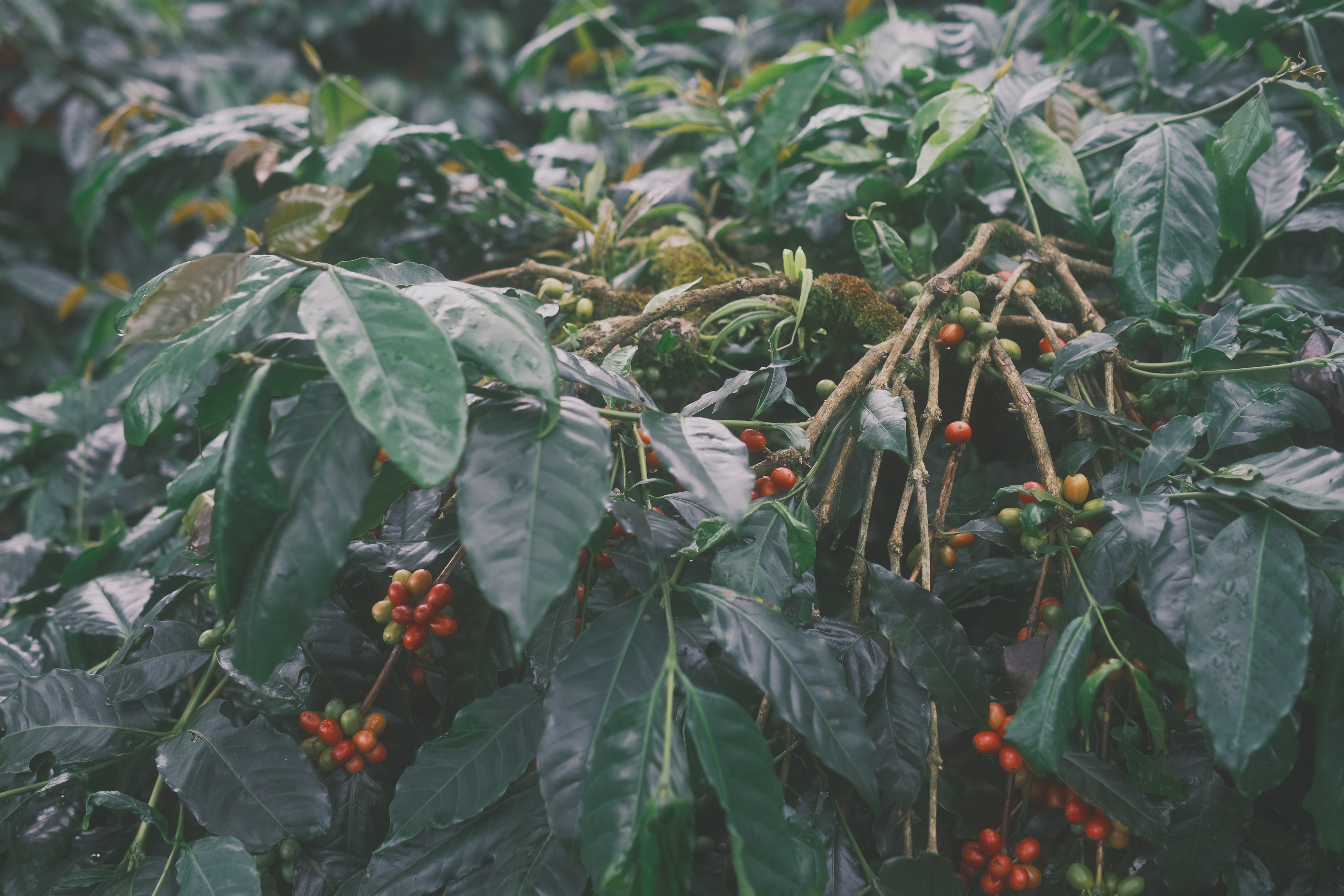 Roast Grind Brew